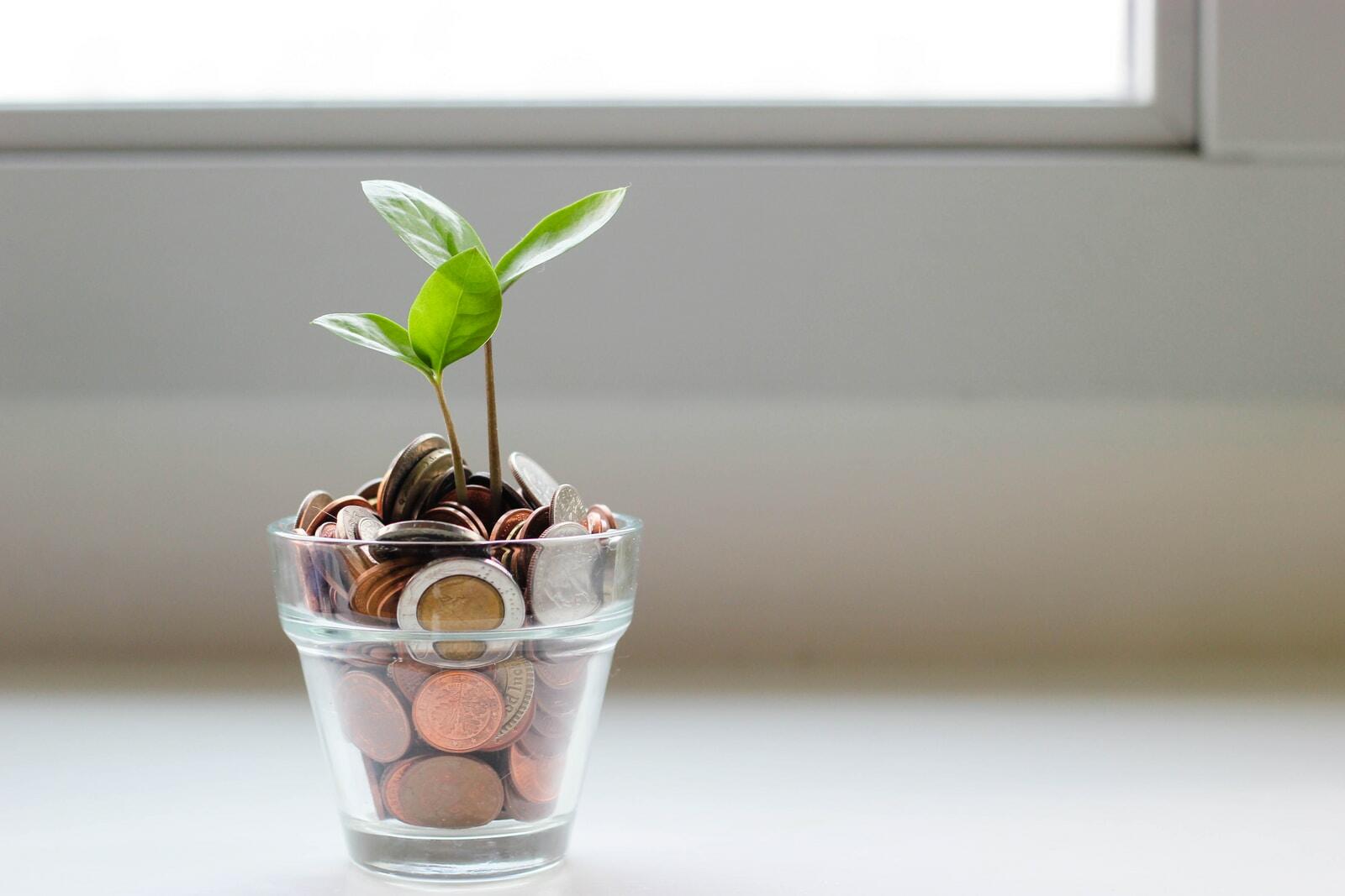 Photo by Visual Stories || Micheile green plant in clear glass cup